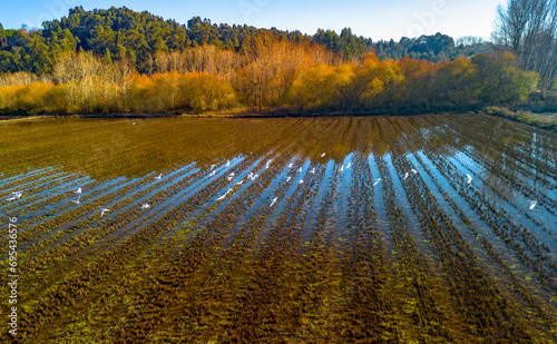 Garças brancas num campo de arroz ceifado  photo