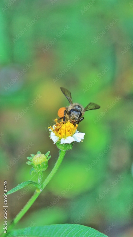 bees are sucking flower nectar bees are sucking flower nectar