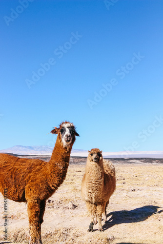 Two llamas standing side by side at Carachi Pampa Lagoon, Catamarca, Argentina photo