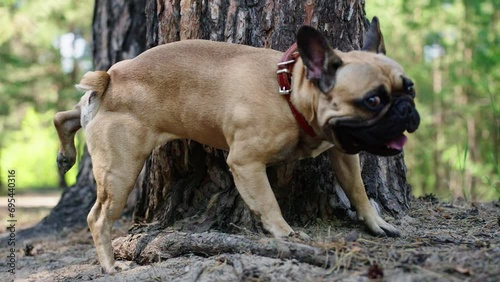 French bulldog urinates on a tree in the park photo