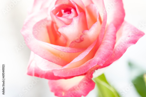 Pink rose gentle background  flowers pattern.