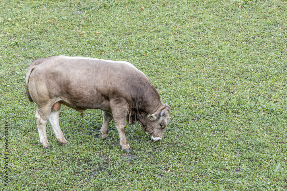 A Beautiful young white bull is eating green grass A Beautiful young white bull is eating green grass