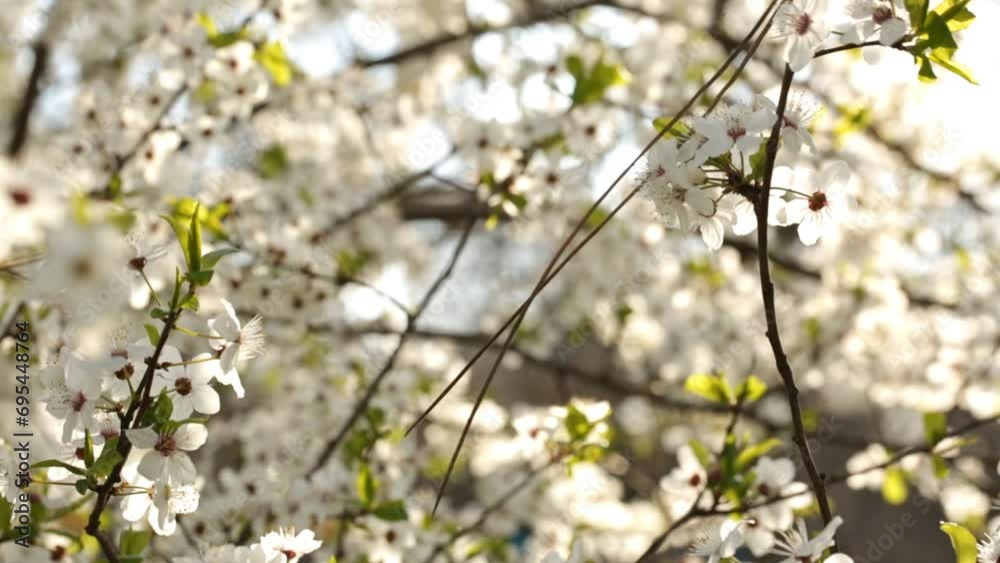 Rays of the sun through a flowering tree in spring and blur background Rays of the sun through a flowering tree in spring and blur background