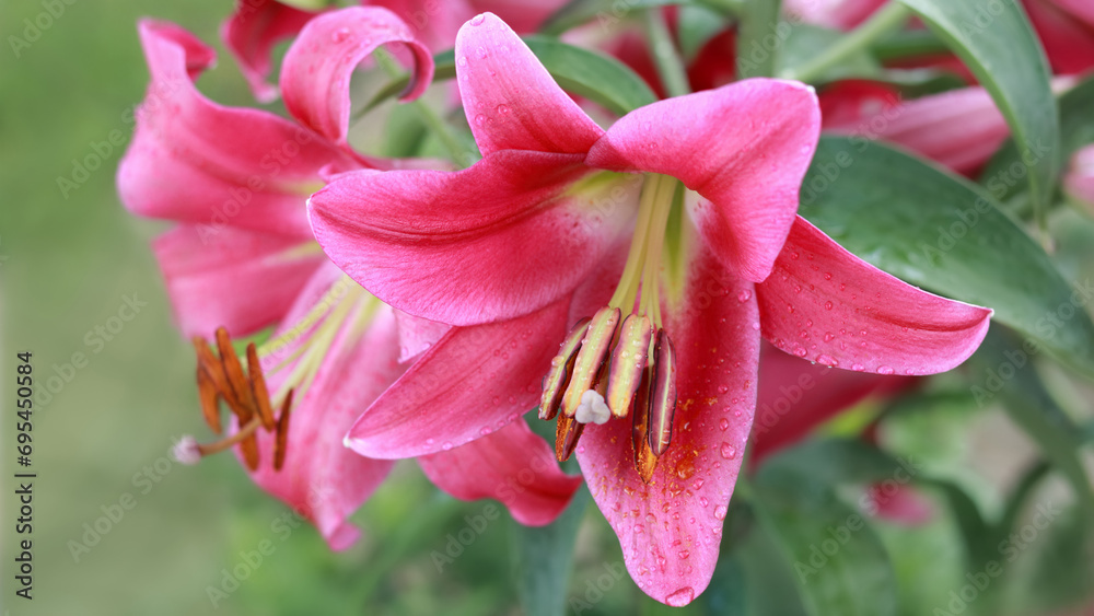 Oriental Hybrid Lily close up. Red Stargazer Lily flower. Full blooming of red Asiatic lily flower. Lilium hybridum flowers background. Bouquet of large Lilies. Lilium belonging to the Liliaceae Oriental Hybrid Lily close up. Red Stargazer Lily flower. Full blooming of red Asiatic lily flower. Lilium hybridum flowers background. Bouquet of large Lilies. Lilium belonging to the Liliaceae