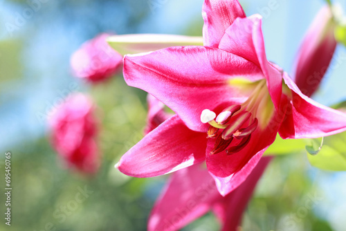 Oriental Hybrid Lily on the background of the sky. Pink Stargazer Lily flower. Full blooming of Pink Asiatic lily flower. Lilium hybridum flowers. Large Lilies. Lilium belonging to the Liliaceae photo
