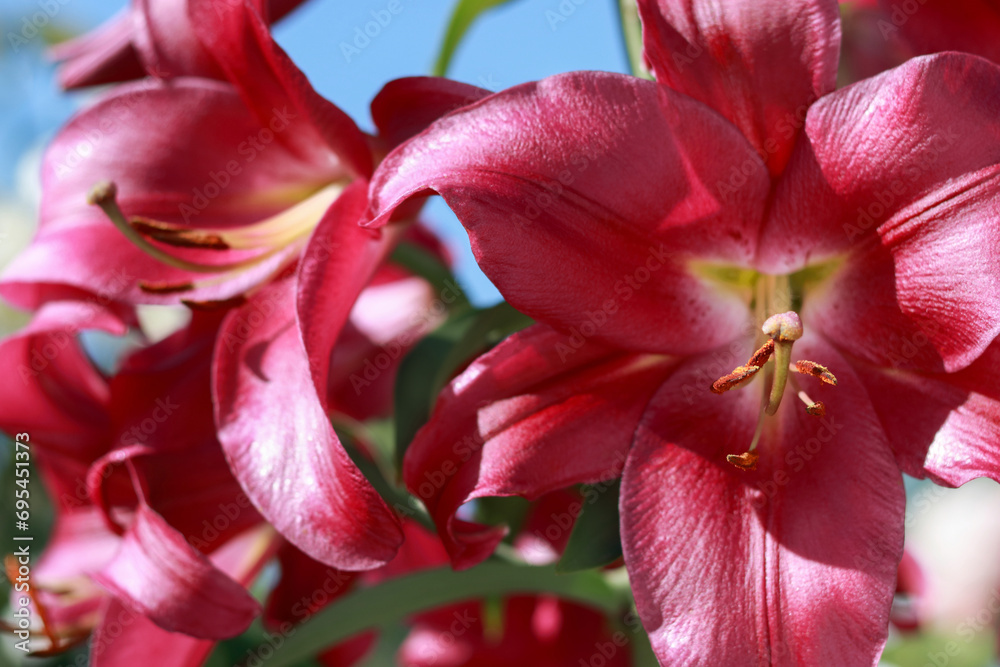 Oriental Hybrid Lily on the background of the sky. Pink Stargazer Lily flower. Full blooming of Pink Asiatic lily flower. Lilium hybridum flowers. Large Lilies. Lilium belonging to the Liliaceae Oriental Hybrid Lily on the background of the sky. Pink Stargazer Lily flower. Full blooming of Pink Asiatic lily flower. Lilium hybridum flowers. Large Lilies. Lilium belonging to the Liliaceae