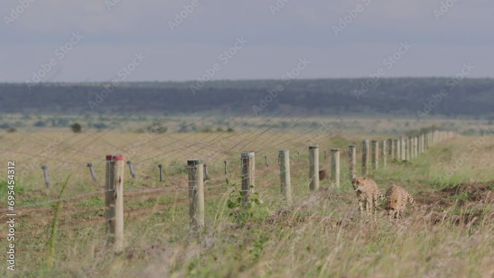 Long lens of two cheetahs (Acinonyx jubatus) scanning a fenced border during the afternoon in Africa. Long lens of two cheetahs (Acinonyx jubatus) scanning a fenced border during the afternoon in Africa.