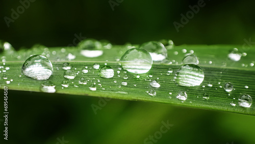 Close-up of a Green Leaf with Dew Drop, Showcasing the Beauty in Nature