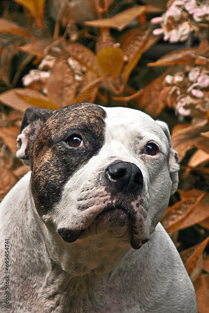 American Bulldog im Portrait