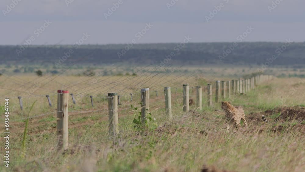 Long lens of two cheetahs (Acinonyx jubatus) scanning the area next to a fenced border during the afternoon in Africa. Long lens of two cheetahs (Acinonyx jubatus) scanning the area next to a fenced border during the afternoon in Africa.