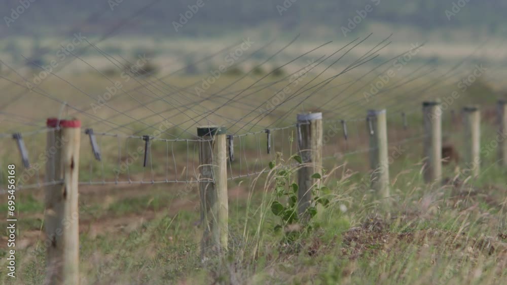Long lens pan of an electrical fence border within a national park at afternoon in Africa. Long lens pan of an electrical fence border within a national park at afternoon in Africa.