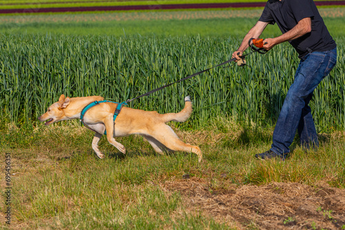 dog pulling strongly on the leash photo