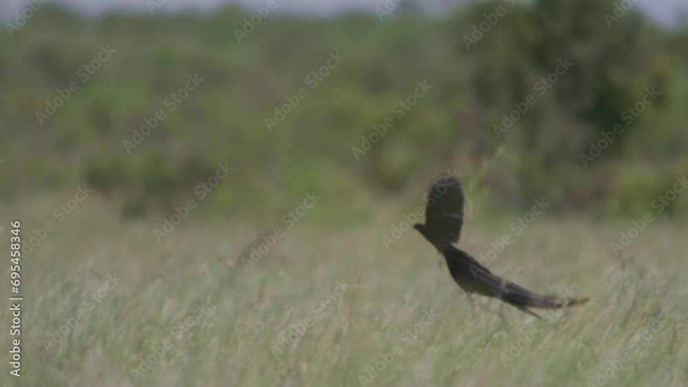 Long lens of a long-tailed widowbird (Euplectes progne) mating display while flying across the savannah during the morning in Africa. Long lens of a long-tailed widowbird (Euplectes progne) mating display while flying across the savannah during the morning in Africa.
