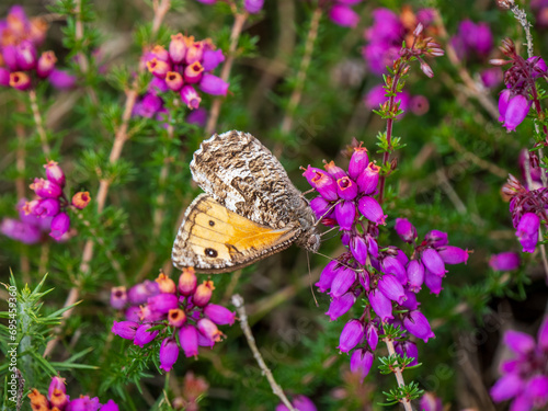 Grayling Butteffly Feeding on Bell Heather photo