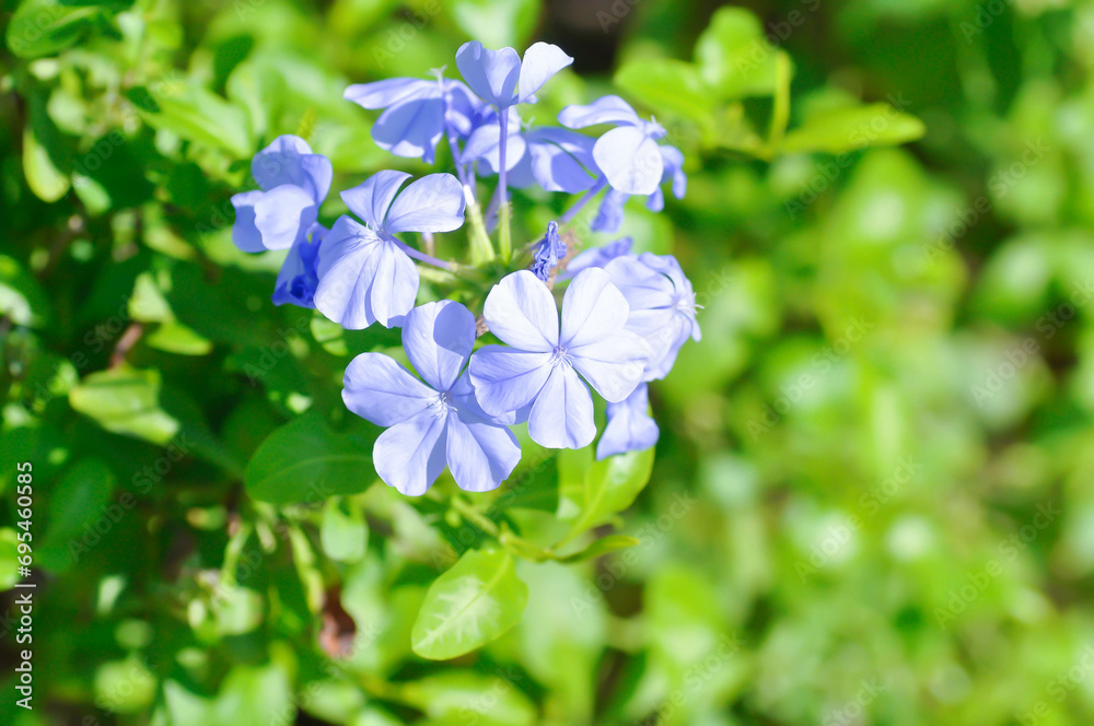 Cape leadwort, PLUMBAGINACEAE or Plumbago auriculata Lam Cape leadwort, PLUMBAGINACEAE or Plumbago auriculata Lam