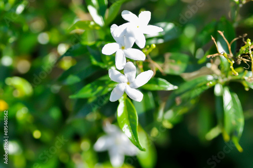 Gardenia jasminoides, RUBIACEAE or Tabernaemontana pandacaqui Lam or APOCYNACEAE or ‎gardenia photo