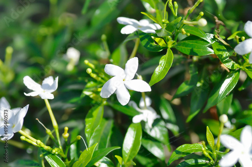 Gardenia jasminoides, RUBIACEAE or Tabernaemontana pandacaqui Lam or APOCYNACEAE or ‎gardenia photo