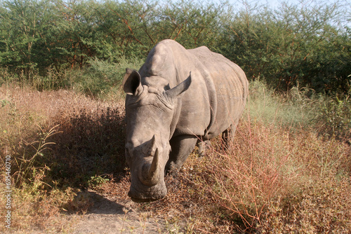 Attention arrivée du rhinocéros