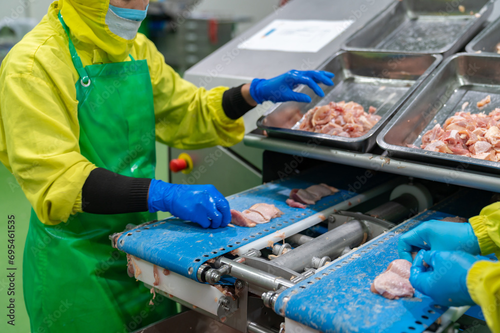 Worker pick up chicken tenderloin on conveyor auto cutting machine. Worker pick up chicken tenderloin on conveyor auto cutting machine.