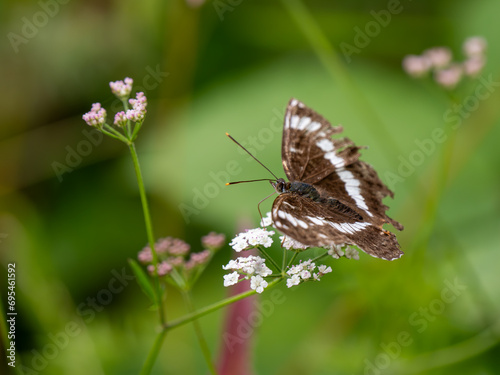 White Admiral Butterfly Resying on a Leaf