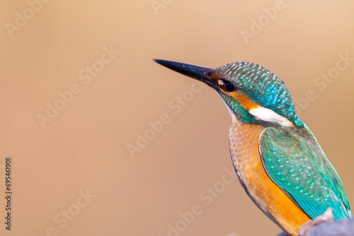 Close up view of beautiful colorful blue bird ,Common kingfisher. Alcedo atthis
