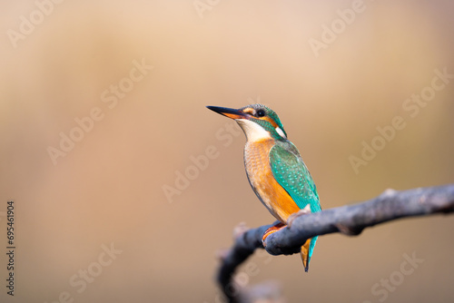 Beautiful colorful blue bird, The common kingfisher Alcedo atthis, sitting on a branch in nature