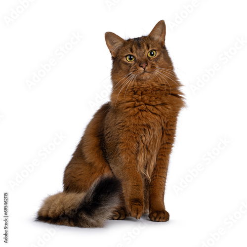 Beautiful young adult Somali cat, sitting up side ways. Looking beside camera. Isolated on a white background. photo