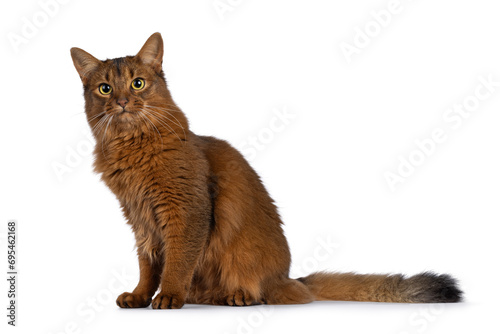 Beautiful young adult Somali cat, sitting up side ways. Looking towards camera. Isolated on a white background. photo