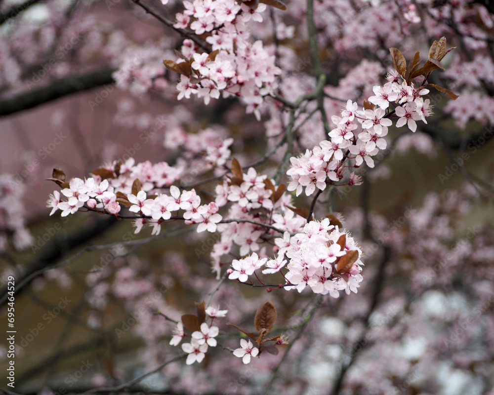 spring. a branch with a blooming wild cherry. nature. calendar. The poster spring. a branch with a blooming wild cherry. nature. calendar. The poster
