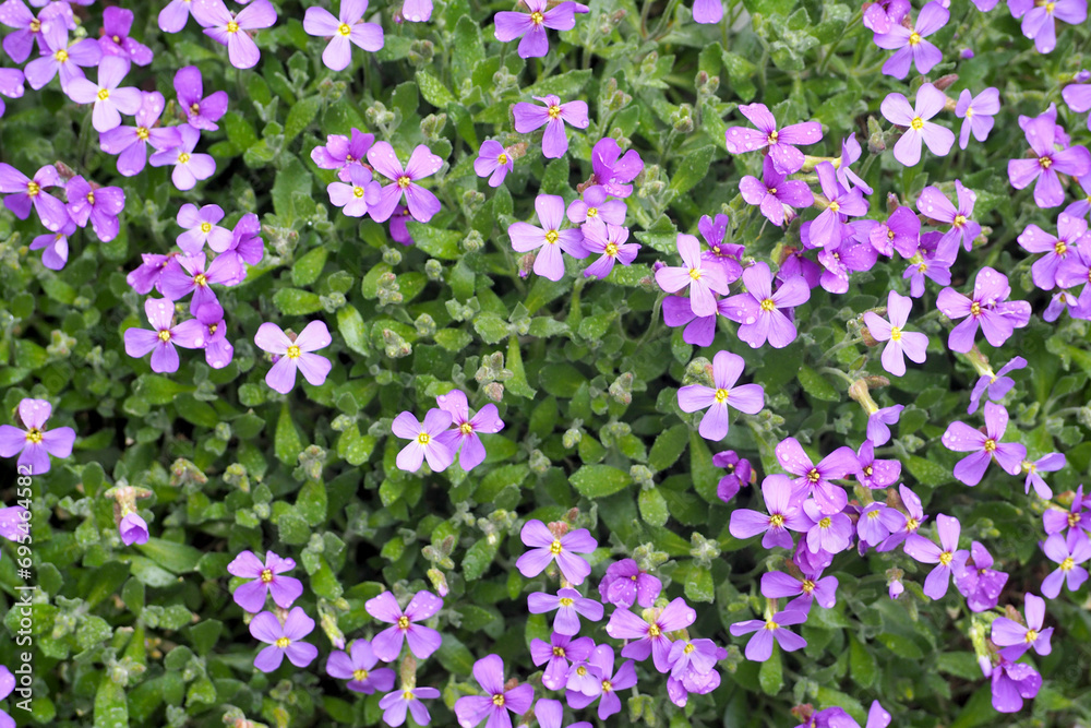 background with purple flowers and green leaves. many small purple flowers of the small periwinkle in spring, purple background with flowers. the macro background with purple flowers and green leaves. many small purple flowers of the small periwinkle in spring, purple background with flowers. the macro