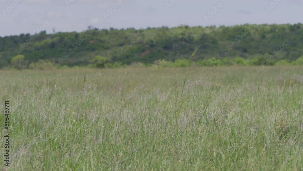 Long lens of tall grass during the afternoon in Africa. Long lens of tall grass during the afternoon in Africa.