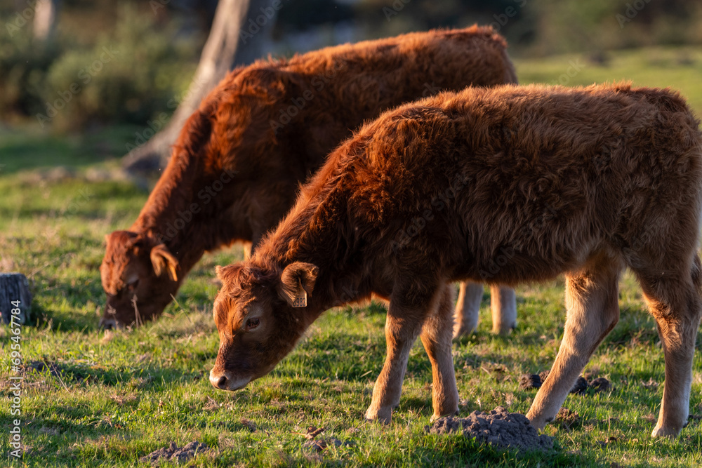 Calf grazing peacefully in the meadows of Mount Jaizkibel, in Guipuzkoa, Spain, during a sunny sunset Calf grazing peacefully in the meadows of Mount Jaizkibel, in Guipuzkoa, Spain, during a sunny sunset