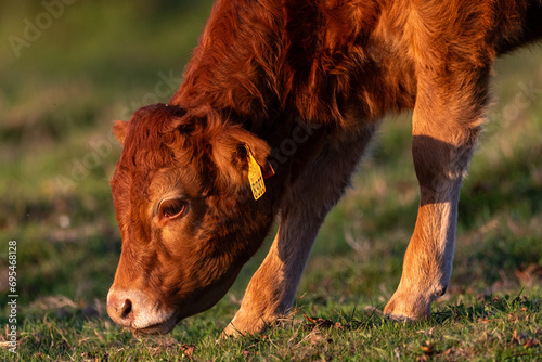 Calf grazing peacefully in the meadows of Mount Jaizkibel, in Guipuzkoa, Spain, during a sunny sunset photo