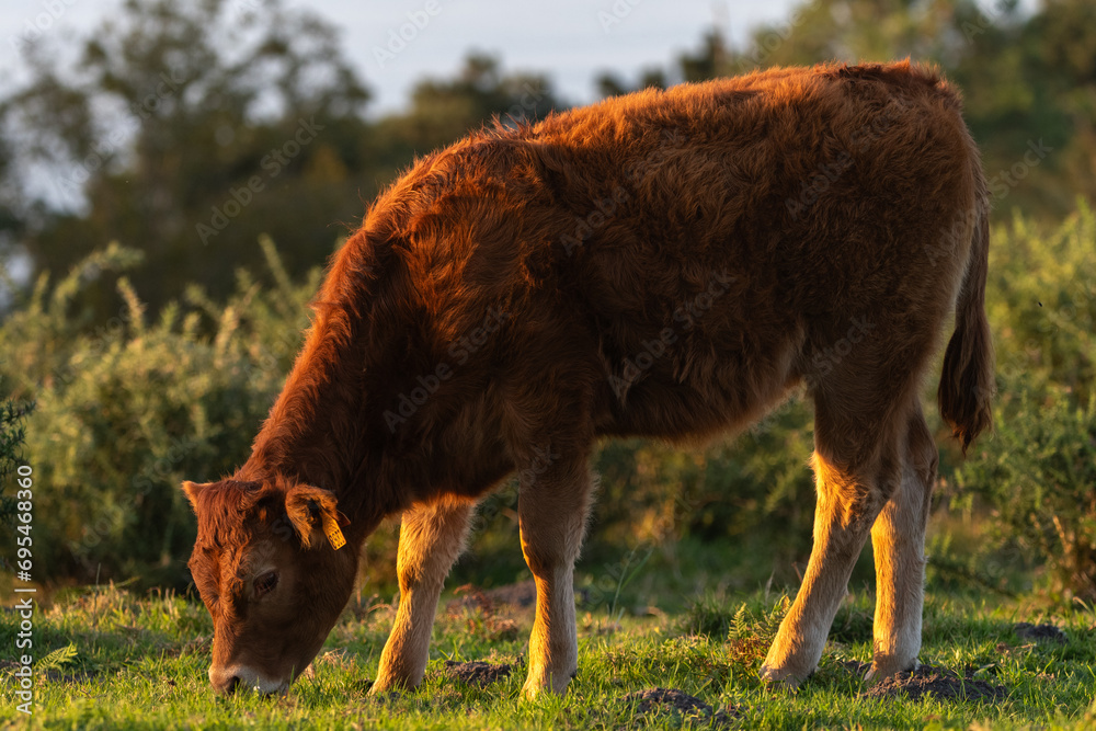 Calf grazing peacefully in the meadows of Mount Jaizkibel, in Guipuzkoa, Spain, during a sunny sunset Calf grazing peacefully in the meadows of Mount Jaizkibel, in Guipuzkoa, Spain, during a sunny sunset