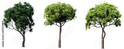 illustration of a tree, tree in isolate background, transparent background