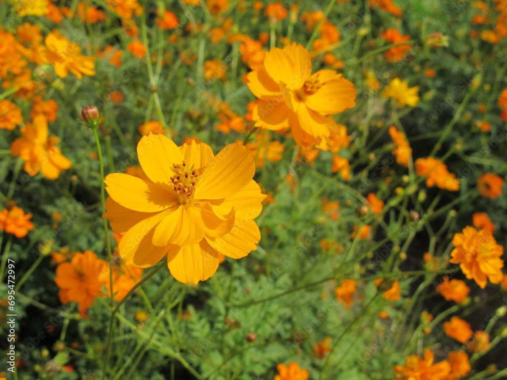 yellow flowers