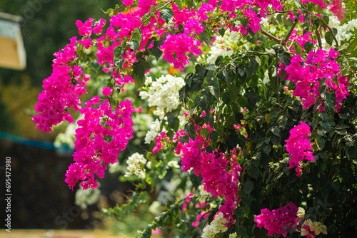 white and pink surfinias in a flowerbed