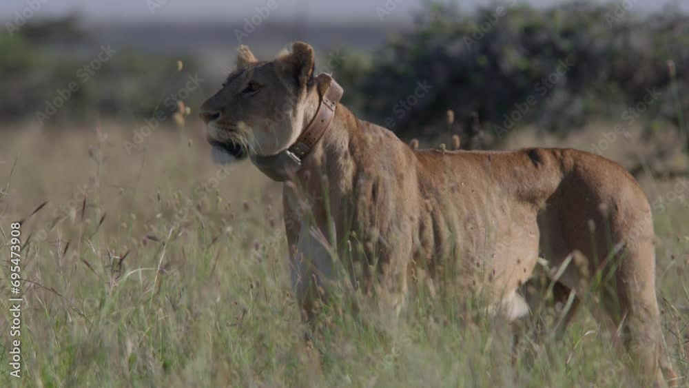Long lens of a collared female lion (panthera leo) scanning the savannah across scattered trees during the morning in Africa.