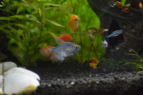 Stado rybek tetra kolor w akwarium