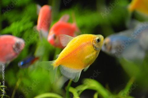 Kolorowe rybki akwariowe tetra kolor