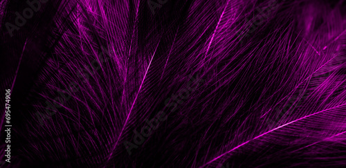 black and violet feathers. background