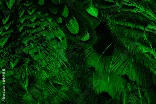 green feathers with an interesting pattern . background