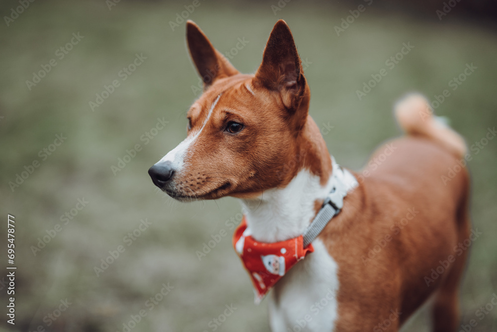 Basenji dogs in their natural environment.