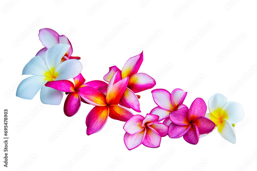 Group of Plumeria Frangipani isolated on white background Group of Plumeria Frangipani isolated on white background