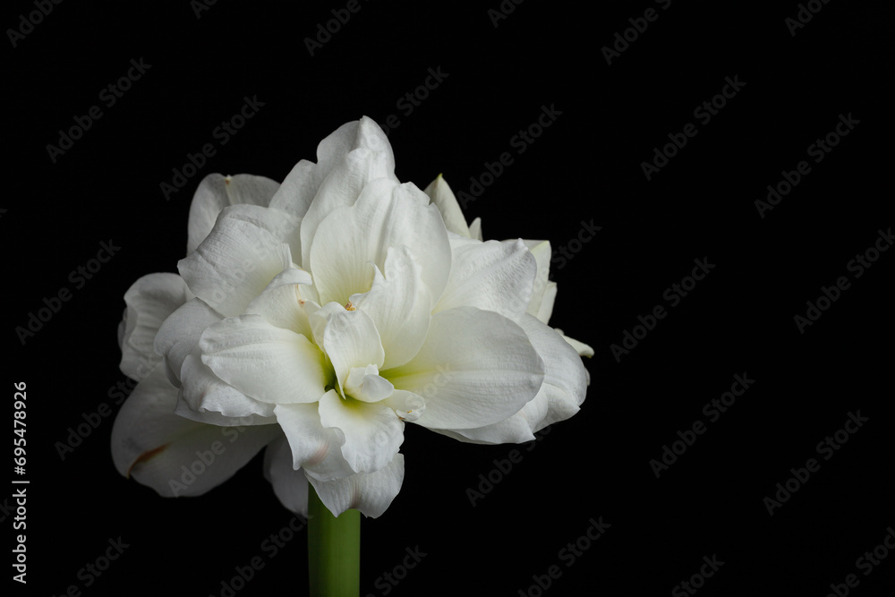 white winter christmas flower amaryllis on black background