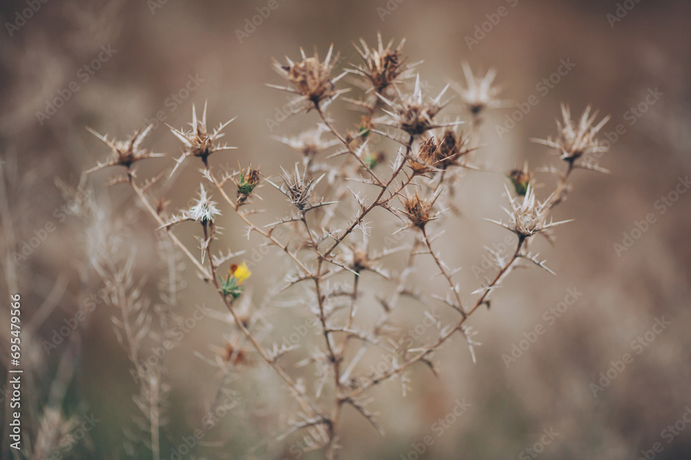 soft focus of dry flower over blurred garden background. Wild thorns in the desert. landscape dry plants on blurred background soft focus of dry flower over blurred garden background. Wild thorns in the desert. landscape dry plants on blurred background