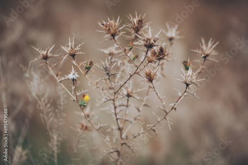 soft focus of dry flower over blurred garden background. Wild thorns in the desert. landscape dry plants on blurred background © Cristina