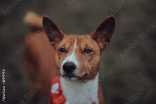 Basenji dogs in their natural environment.