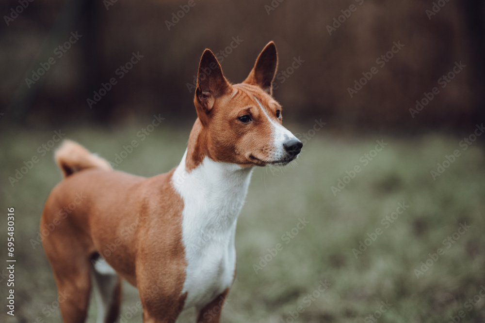 Basenji dogs in their natural environment. Basenji dogs in their natural environment.