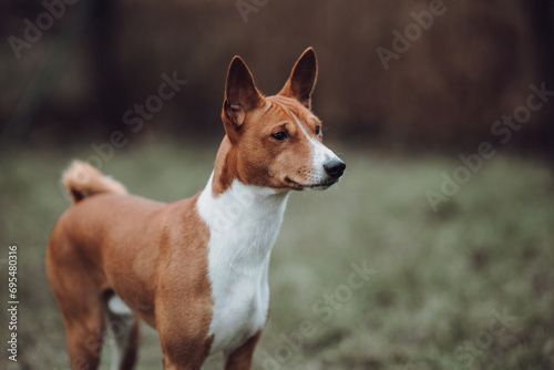 Obraz na płótnie Basenji dogs in their natural environment. w salonie